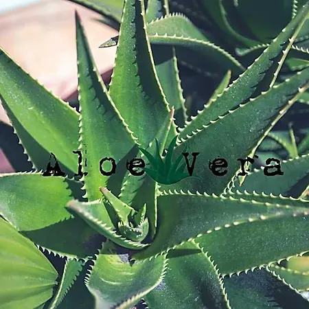 Aloe Vera Shared House فندق غراناديا دي أبونا